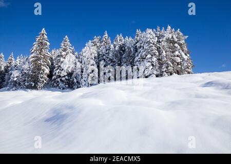 Coniferous forest group in winter on the snow-covered hump meadows near Mittenwald Stock Photo