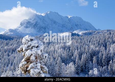 View from the Buckelwiesen near Mittenwald to the wooded Kranzberg and the Wetterstein Mountains Stock Photo