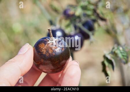 Purple tomato plant has got ill with Phytophthora (Phytophthora Infestans). Tomatoes has got sick by late blight, agriculture Stock Photo