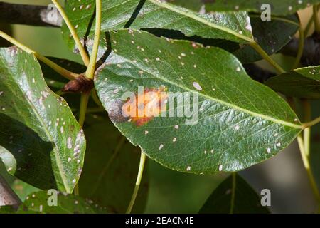 A pear leaf infected with gymnosporangium sabinae (rust) and Septoria Leaf Spot (Septoria aegopodii) Stock Photo