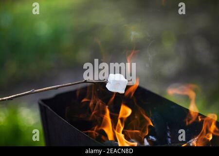 White Marshmallows on sticks are being grilled over the fire flames. Marshmallows are roasted on bonfire Stock Photo