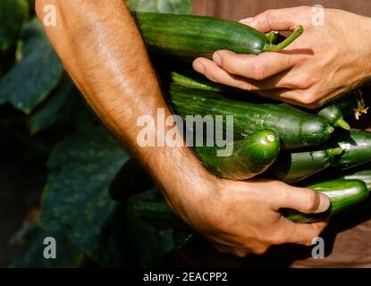 Wittichenau, Upper Lusatia, Saxony, Germany - Cucumber harvest on the Domanja farm and vegetable farm, an employee harvests the ripe cucumbers in the greenhouse. Stock Photo