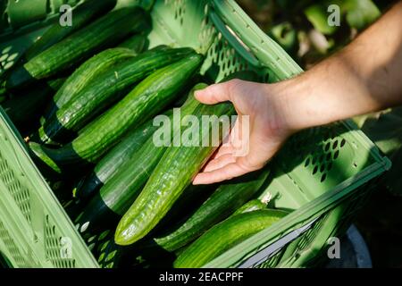 Wittichenau, Upper Lusatia, Saxony, Germany - Cucumber harvest on the Domanja farm and vegetable farm, an employee harvests the ripe cucumbers in the greenhouse. Stock Photo