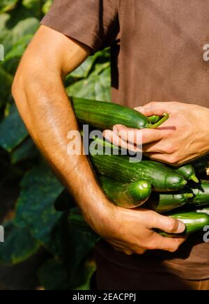 Wittichenau, Upper Lusatia, Saxony, Germany - Cucumber harvest on the Domanja farm and vegetable farm, an employee harvests the ripe cucumbers in the greenhouse. Stock Photo