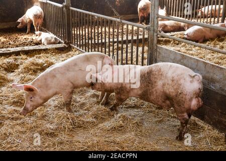 Upper Lusatia, Saxony, Germany - organic pigs in the barn, the animals are kept on straw in a species-appropriate manner on this farm, with generous space above organic norms and fed with self-produced farm-own feed, after they have eaten the pigs are allowed to go back outside. Stock Photo