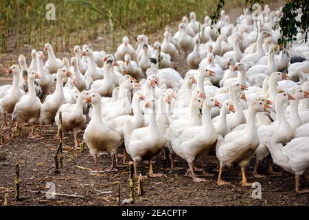 Wittichenau, Upper Lusatia, Saxony, Germany - geese on the maize field, animals on the family-run Domanja farm and vegetable farm are kept in a species-appropriate manner with generous space in accordance with organic standards and fed with self-produced farm feed. Stock Photo