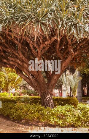 Old tree in Palermo, Giardino Garibaldi, tree, garden, Palermo, Sicily ...