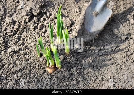 Top view of flower bulbs of daffodil young plant in the garden soil. Stock Photo