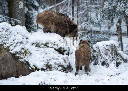 Wild boars in the snow Stock Photo