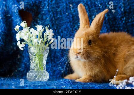 Cute fluffy ginger rabbit on a blue knitted background with a bouquet of flowers Stock Photo