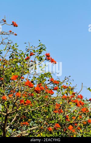 Common Coral Tree [Erythrina lysistemon] in full flower, Mount Edgecombe Conservancy, KwaZulu Natal, South Africa. Stock Photo