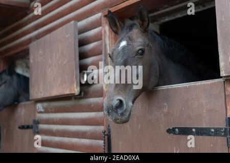 Two horse Looks through window wooden door stable waiting for ride regular morning training Stock Photo