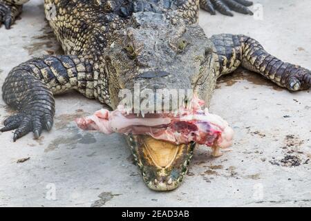 crocodile eat meat in the park Stock Photo