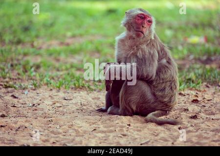 Lone monkey sitting on the grass and looking for friend Stock Photo