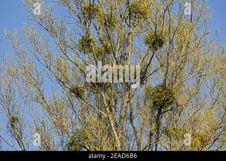 willow tree crown with mistletoe branches growing in it Stock Photo