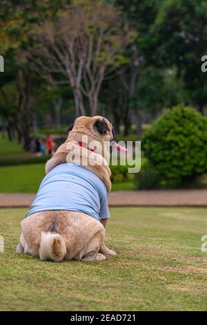 Rear view photo of fat pug dog wearing T-shirt sitting at the lawn Stock Photo