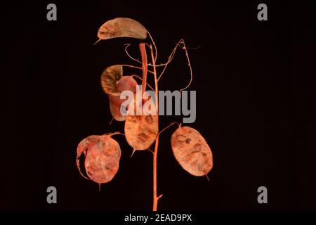 cluster of annual honesty seed heads isolated with red light on a black background Stock Photo