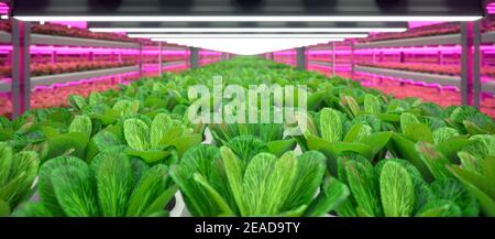 Hydroponic indoor vegetable plant factory in exhibition space warehouse. Interior of the farm hydroponics. Green salad farm in hydroponics. Lettuce Ro Stock Photo