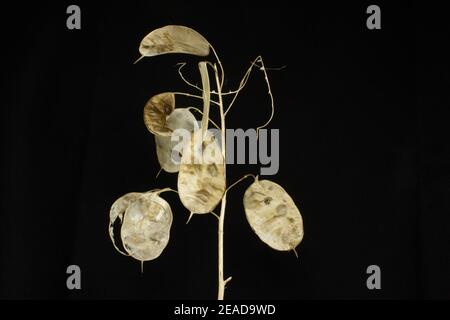 cluster of annual honesty seed heads isolated with white light on a black background Stock Photo