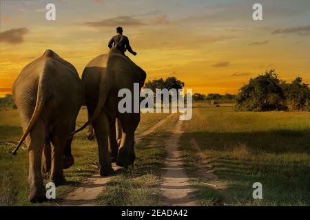 elephant walking in the savannah during sunset Stock Photo