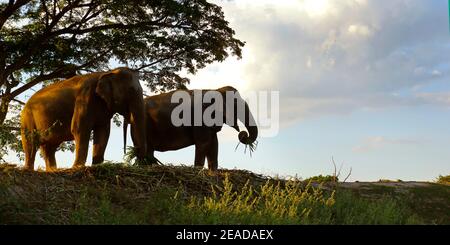 elephant under a tree in the savannah Stock Photo