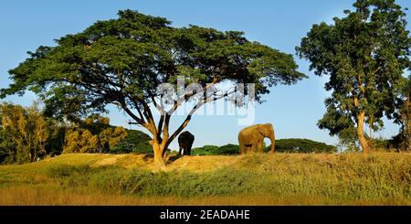 elephant under a tree in the savannah Stock Photo