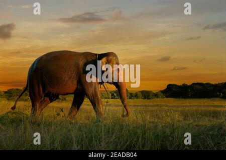 elephant walking in the savannah during sunset Stock Photo