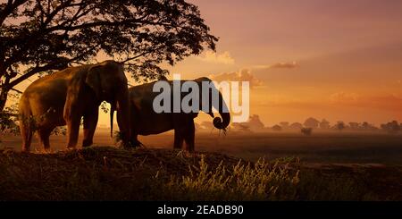 shape of elephant under a tree during sunset Stock Photo