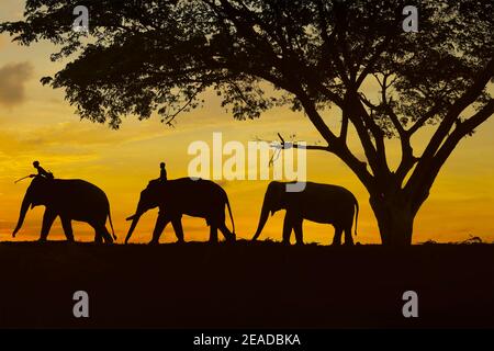 shape of elephant under a tree during sunset Stock Photo