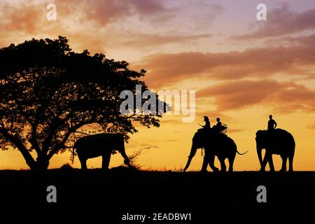 shape of elephant under a tree during sunset Stock Photo