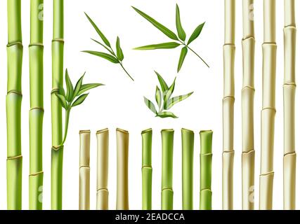 Green stems of bamboo tree set eco fresh Vector Image