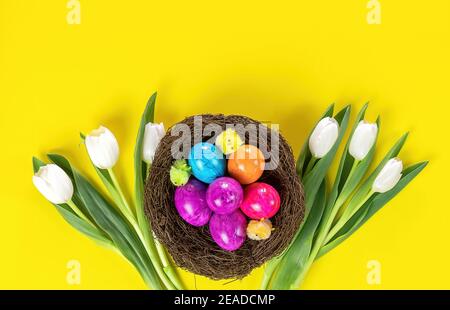 Easter colored eggs in nest and white tulips. Holiday concept. Stock Photo