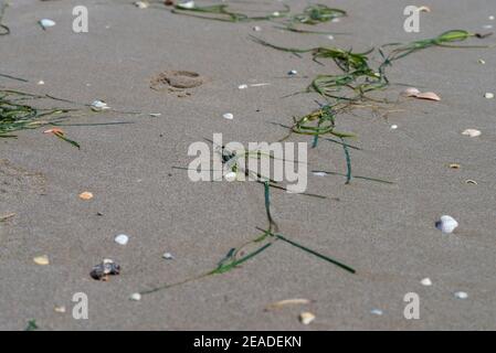 Closeup of small shells in wet sand on beach with seaweed. Stock Photo