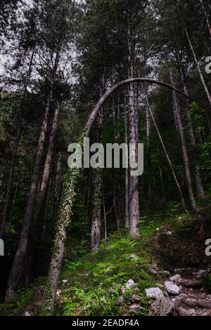 Beautiful pine forest shot and a bend tree covered in ivy and illuminated Stock Photo