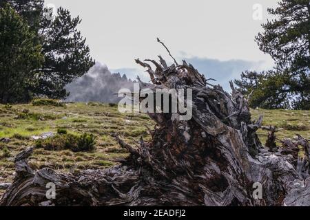 Big fallen dead tree on a mountain landscape - close up shot Stock Photo