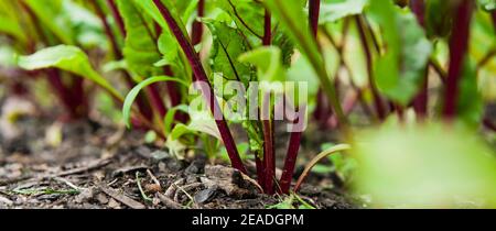 Beet greens -  leaves of purple beetroot grown in the garden for healthy colorful salad crop. Stock Photo