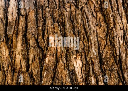 Seamless texture of tree bark - cool for wallpaper or background Stock Photo