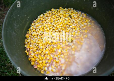 Premium Photo  Angler mixes bait for fish from corn in bucket do