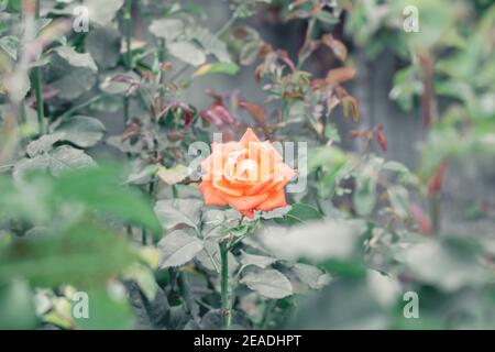 Orange-red Crimean rose. Summer warm day against the backdrop of green vegetation. Stock Photo