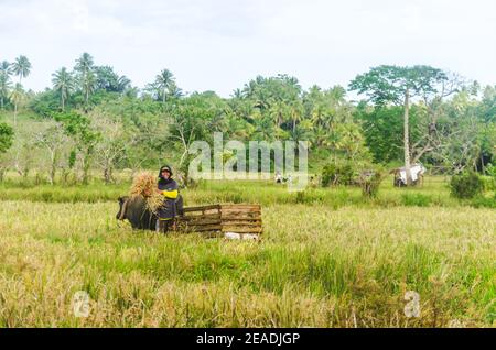 Siargao Rice Field Rice Harvesting Siargao Island The Philippines South East Asia Group of ...