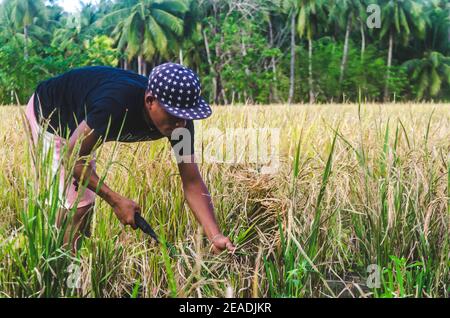 Siargao Rice Field Rice Harvesting Siargao Island The Philippines South East Asia Group of ...