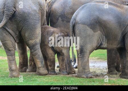 Asian elephant baby (Elephas maximus) protected by herd, group of Asiatic elephants in outdoor paddock, ZSL Whipsnade, UK