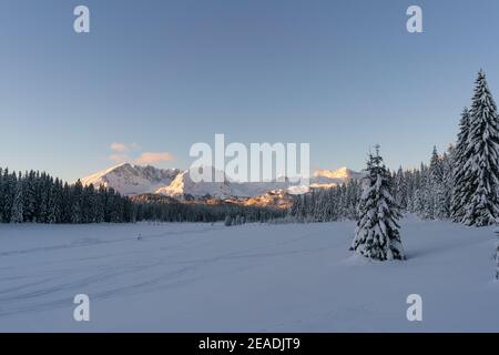 Spruce coniferous forest covered with snow in winter Stock Photo