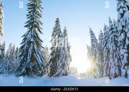 Spruce coniferous forest covered with snow in winter Stock Photo