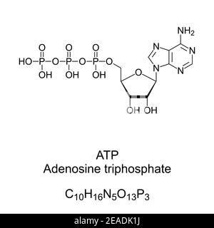 atp structure labeled