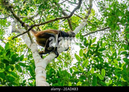 Spider Monkey (Ateles geoffroyi) climbing a tree in Calakmul ruins, Mexico Yucatan Stock Photo