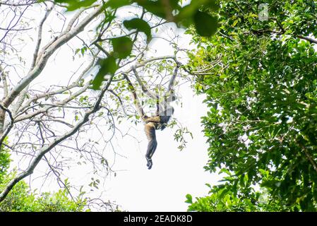 Spider Monkey with baby (Ateles geoffroyi) climbing a tree in Calakmul ruins, Mexico Yucatan Stock Photo