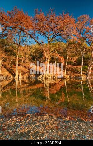 Bald cypress trees along the river, in fall foliage, Guadalupe River State Park near Bergheim, Texas, USA Stock Photo