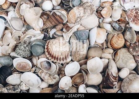Closeup of various colorful sea shells on beach. Ocean, seashore natural textured background. Summer vacation concept. Flat lay, top view. No people. Stock Photo
