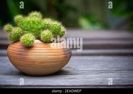 Cactus (Echinopsis) in clay pots on wooden floor,garden background. Stock Photo